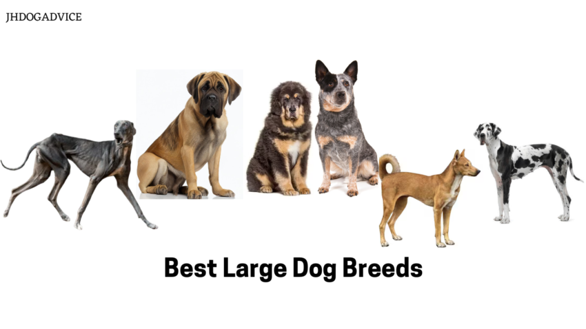 Best Large Dog Breeds