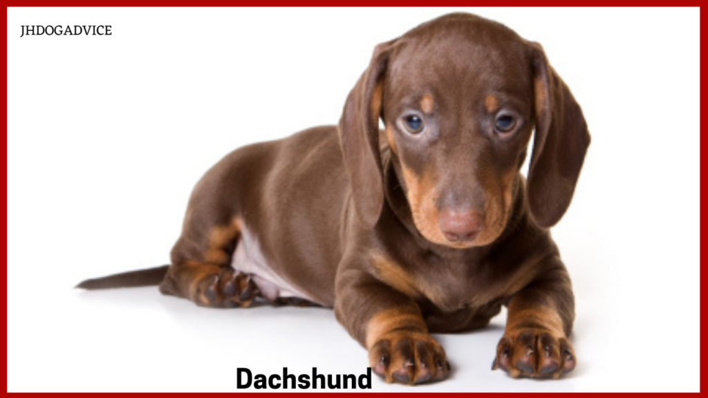 Best Dog Breeds for Home