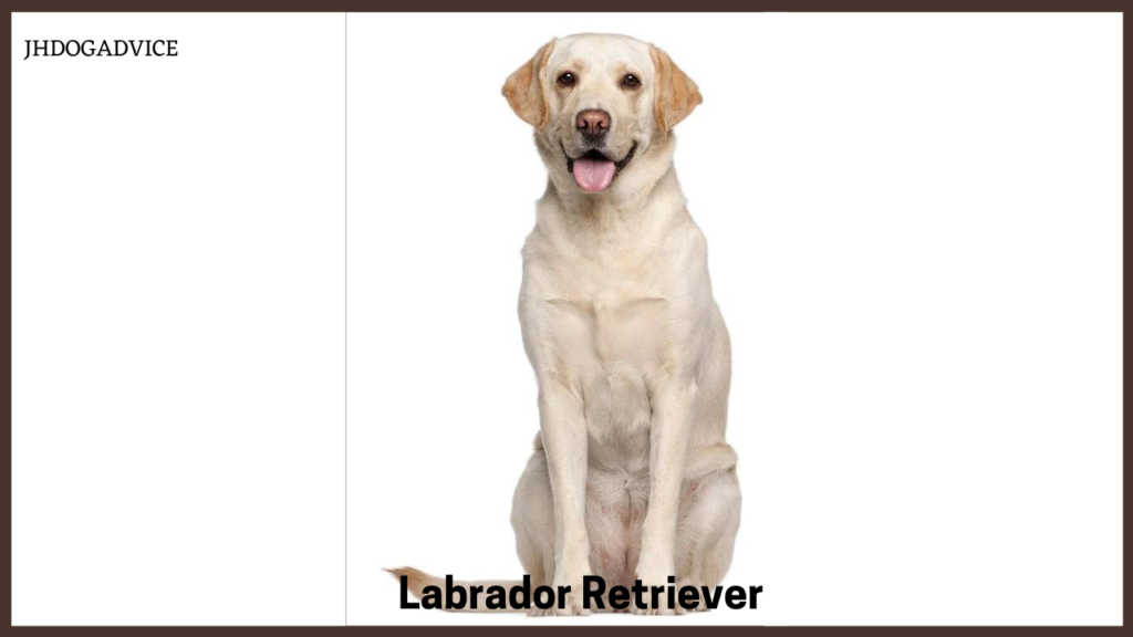 Best Dog Breeds for Home