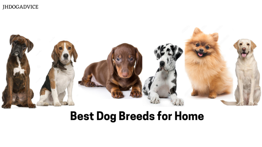Best Dog Breeds for Home
