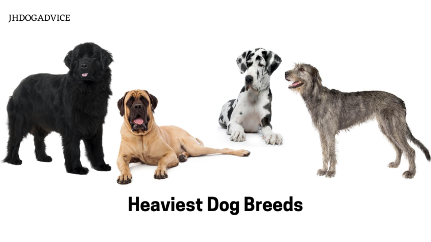 Heaviest Dog Breeds