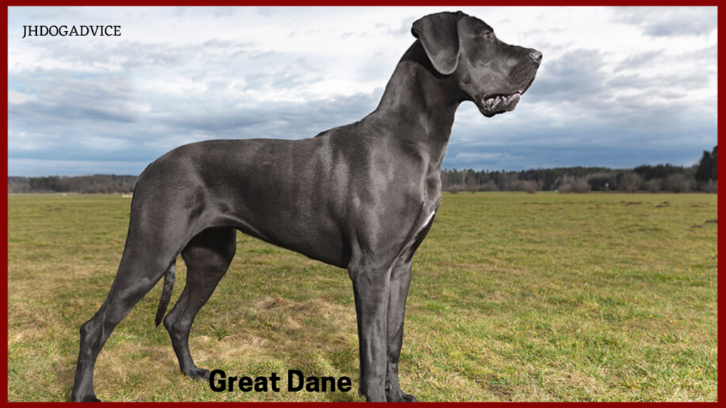 Top 10 Heaviest Dog Breeds