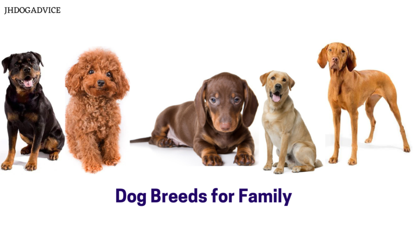 Dog Breeds for Family