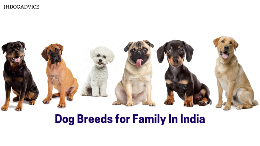 Dog Breeds for Family In India