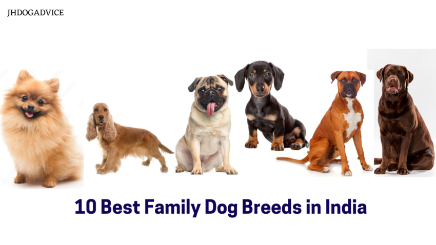 10 Best Family Dog Breeds in India