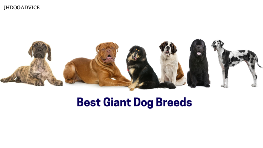 Best Giant Dog Breeds