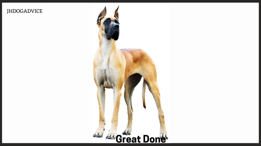 10 Giant Dog Breeds