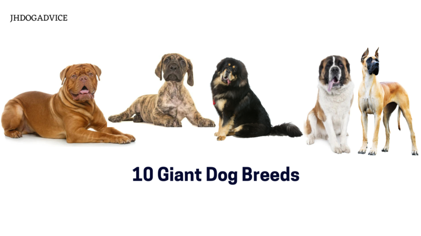 10 Giant Dog Breeds