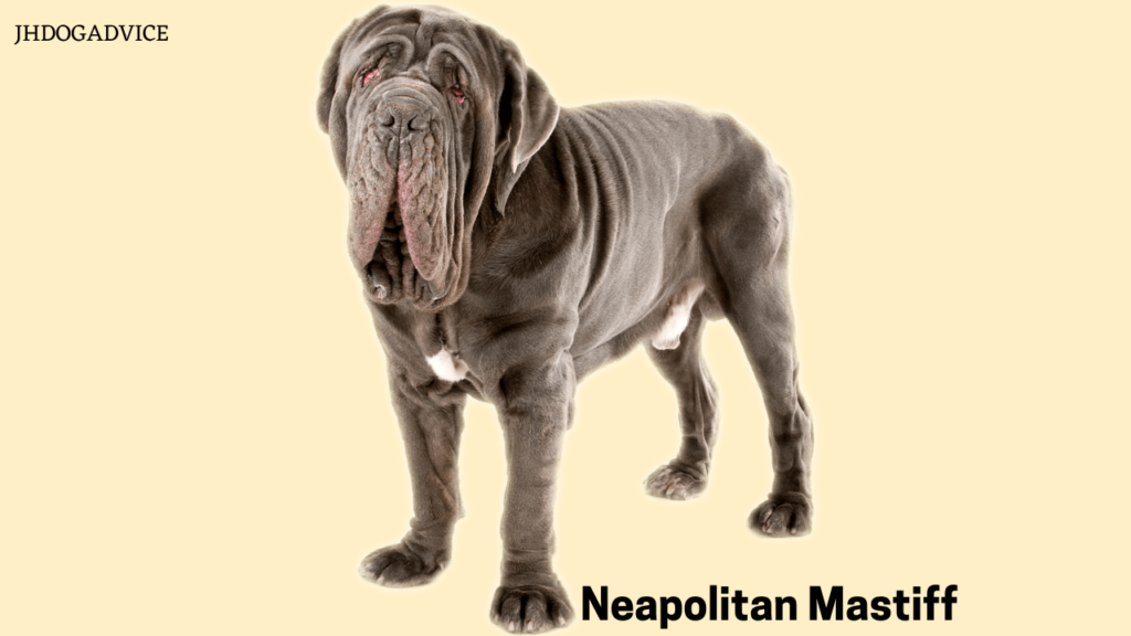 Popular Giant Dog Breeds