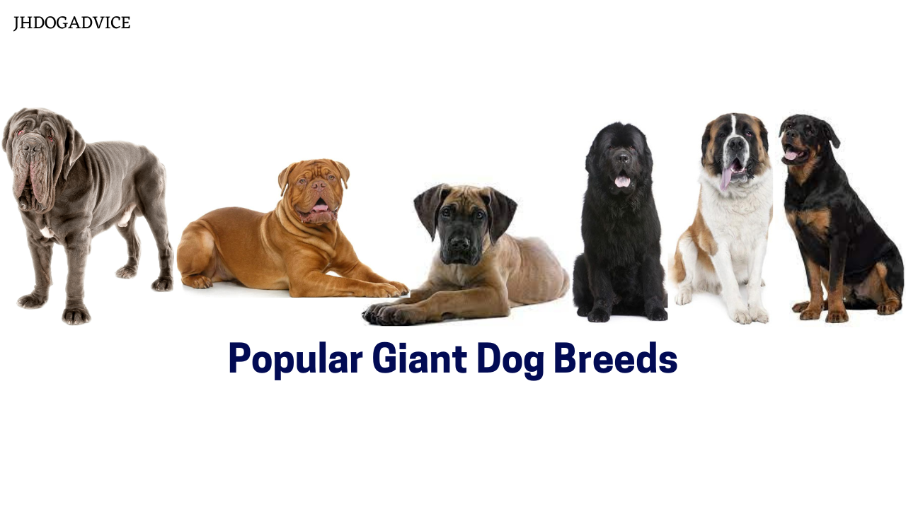 Popular Giant Dog Breeds - JH DOG ADVICE