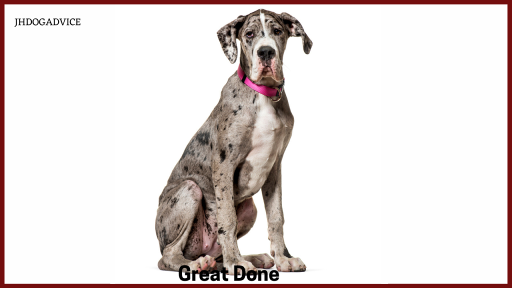 Top 10 Giant Dog Breeds