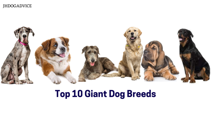 Top 10 Giant Dog Breeds