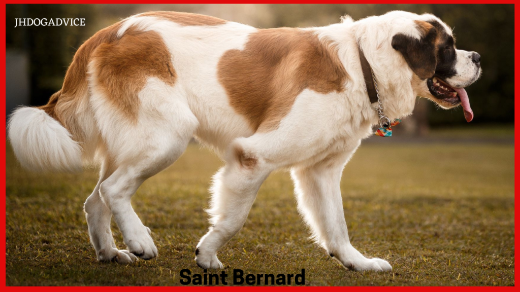Top Giant Dog Breeds