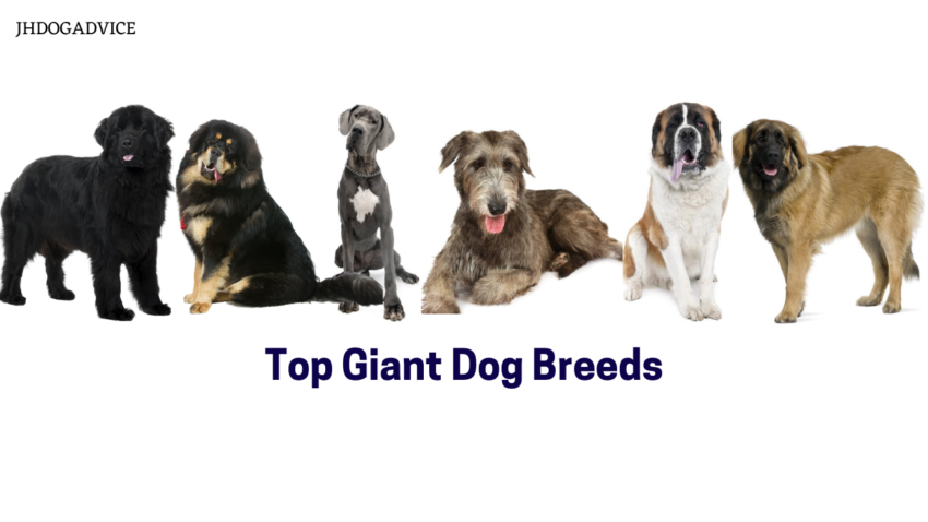 Top Giant Dog Breeds