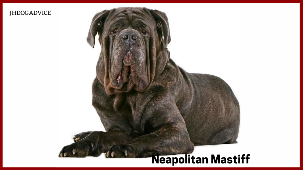 Giant Dog Breeds in the World