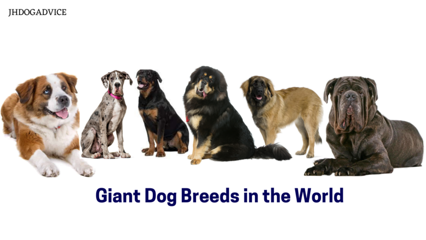 Giant Dog Breeds in the World