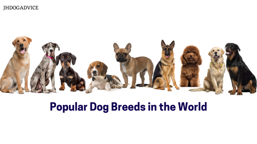 Popular Dog Breeds in the World