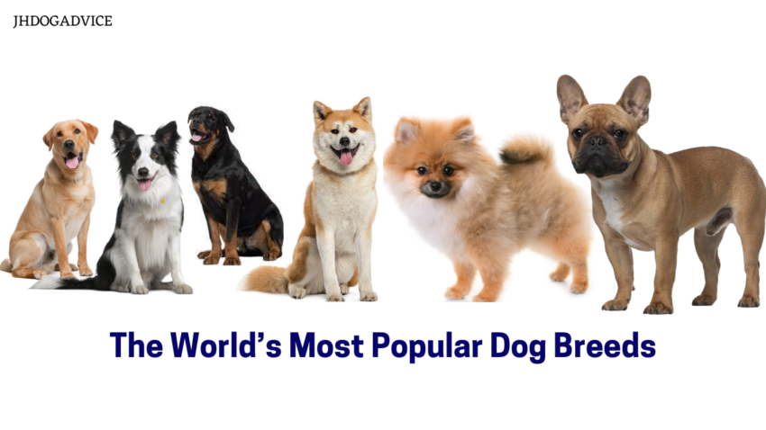 The World’s Most Popular Dog Breeds