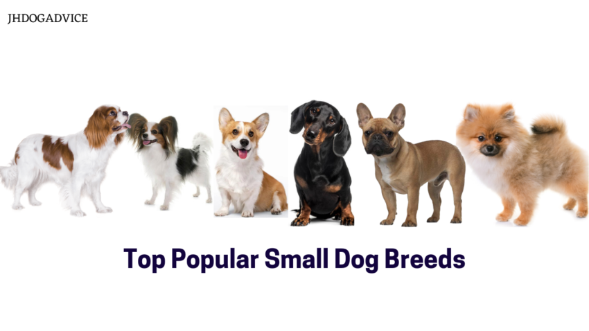 Top Popular Small Dog Breeds