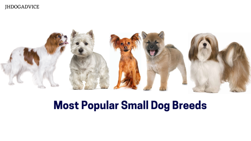 Most Popular Small Dog Breeds