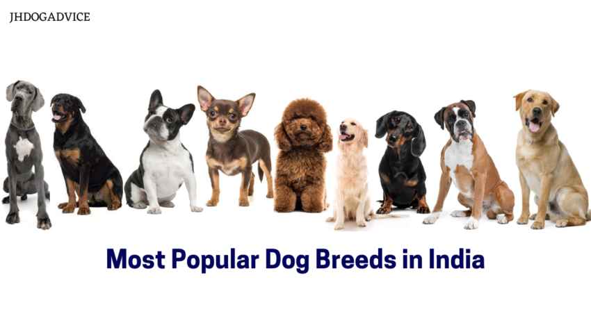 Most Popular Dog Breeds in India