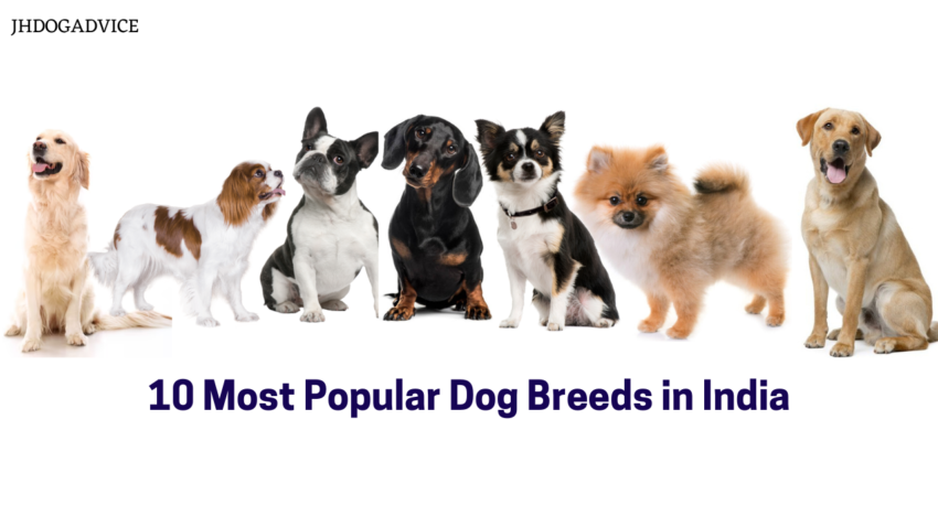 10 Most Popular Dog Breeds in India