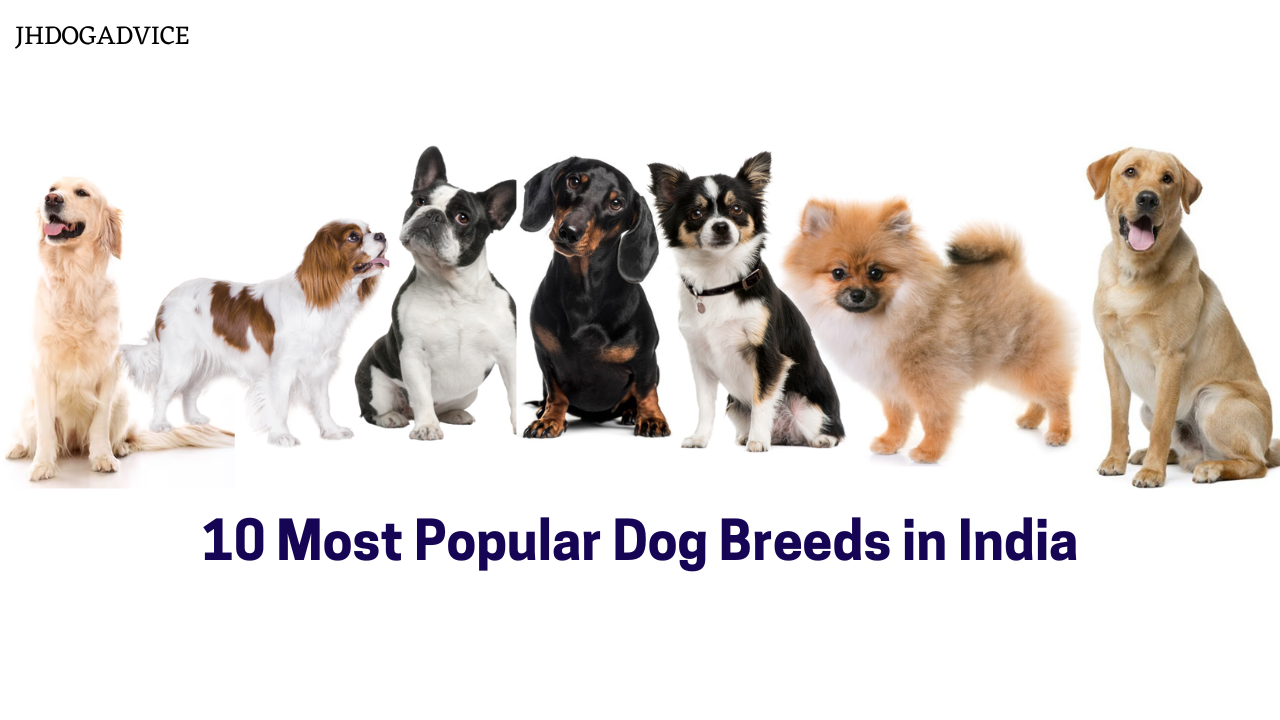 10 Most Popular Dog Breeds in India - JH DOG ADVICE