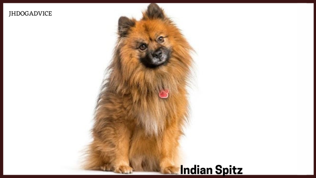 10 Dog Breeds in India
