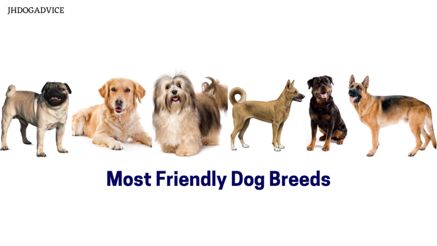 Most Friendly Dog Breeds