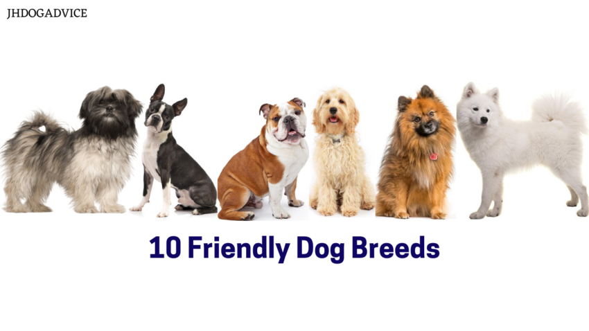 10 Friendly Dog Breeds