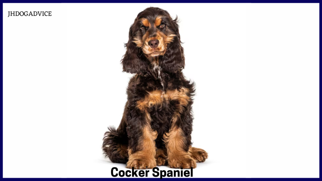 Small Friendly Dog Breeds