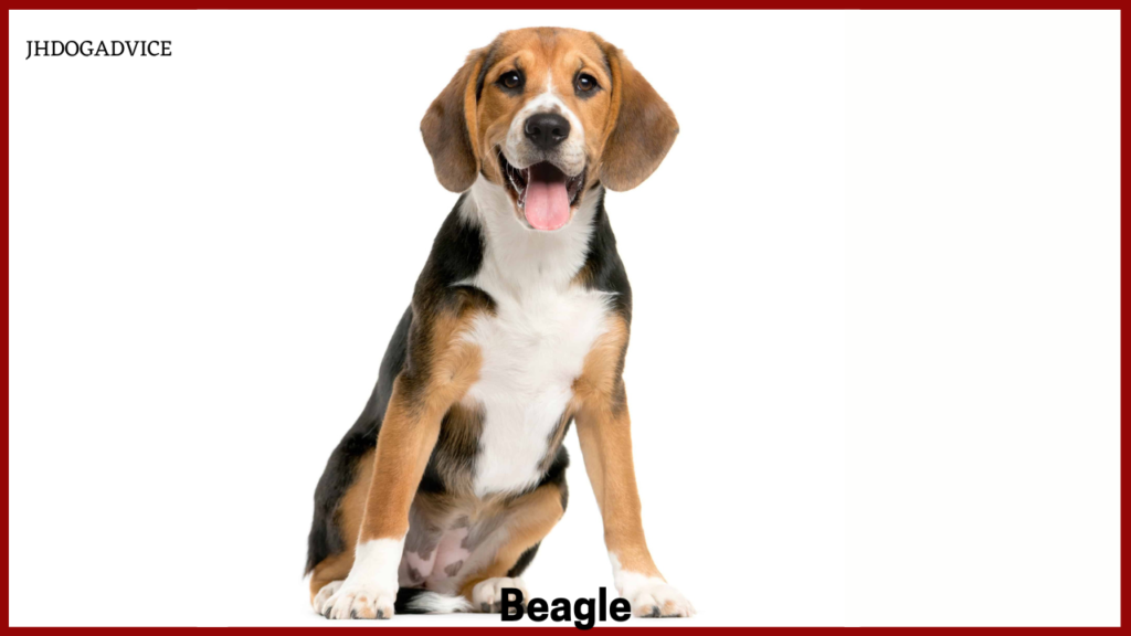 Small Friendly Dog Breeds