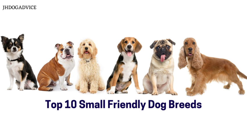 Top 10 Small Friendly Dog Breeds