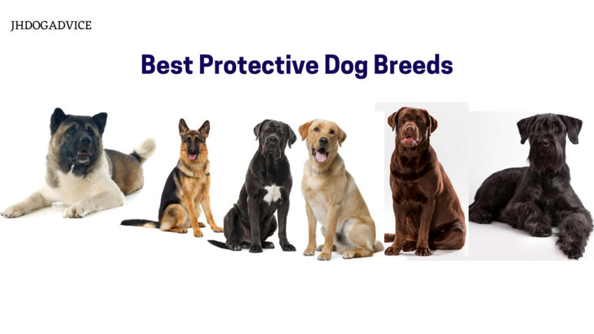 Best Protective Dog Breeds