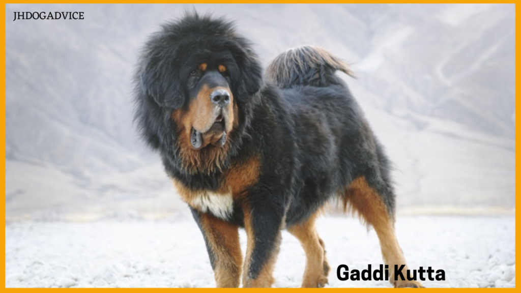 Top 5 Protective Dog Breeds