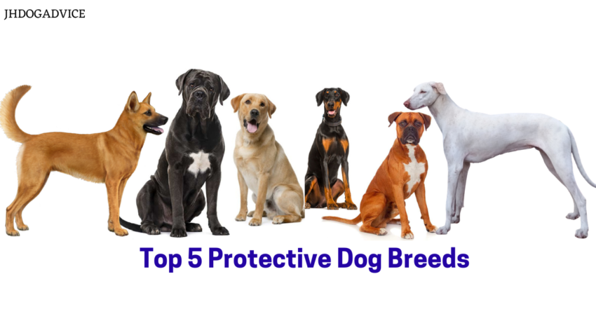 Top 5 Protective Dog Breeds