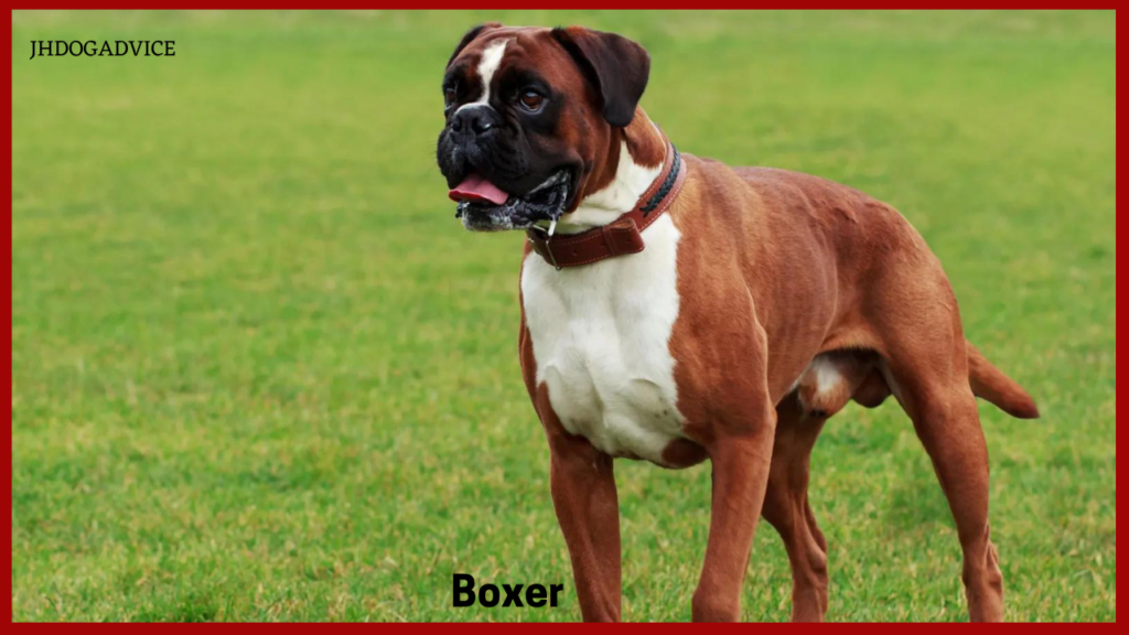 The Most Protective Dog Breeds