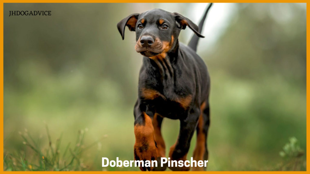 The Most Protective Dog Breeds