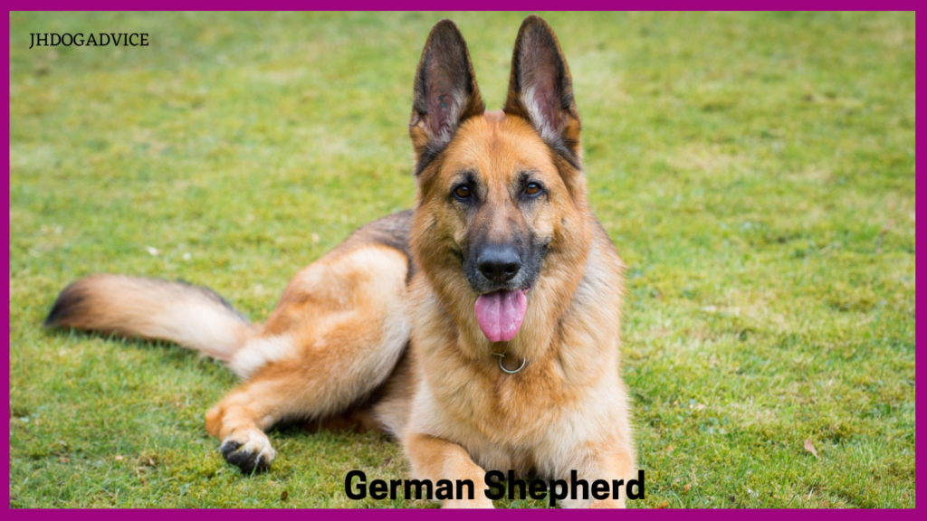 The Most Protective Dog Breeds