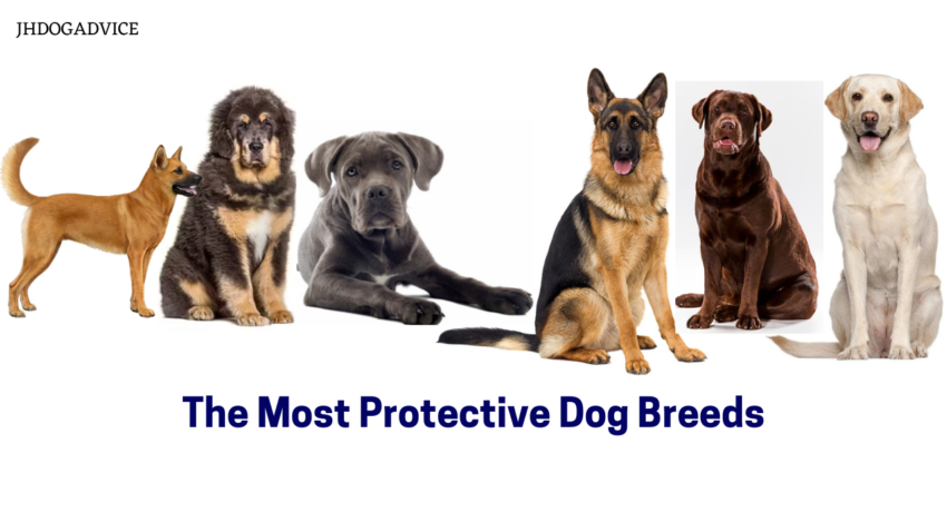 The Most Protective Dog Breeds