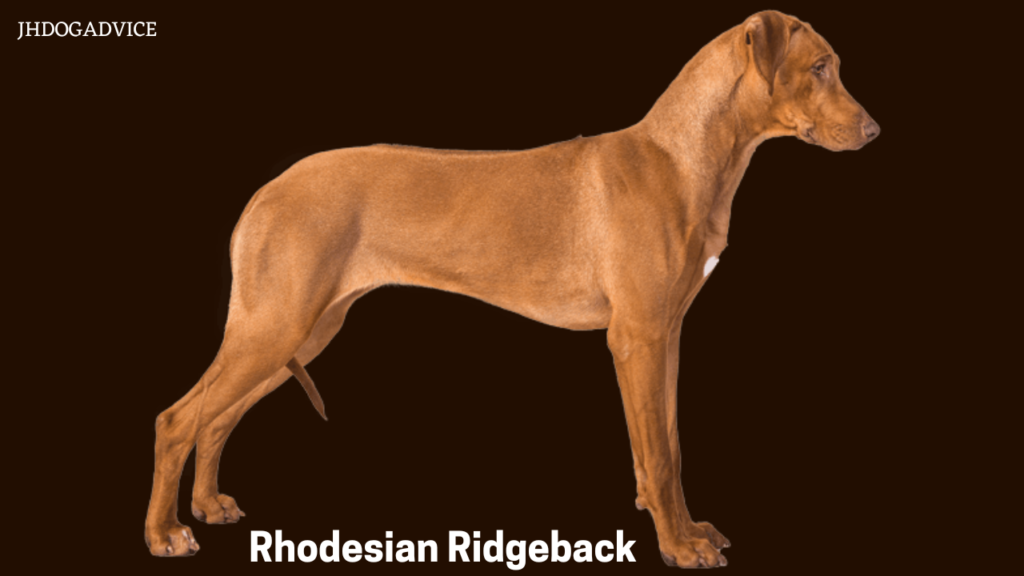 Top 10 Most Protective Dog Breeds