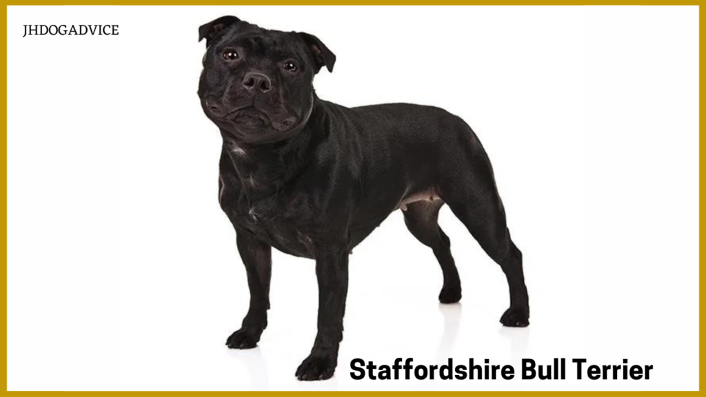 Top 10 Most Protective Dog Breeds