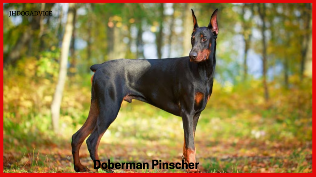 Top 10 Most Protective Dog Breeds