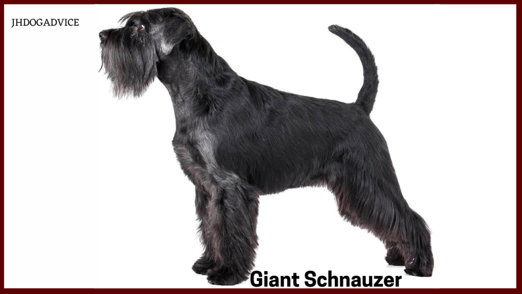 Top 10 Most Protective Dog Breeds