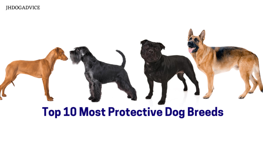 Top 10 Most Protective Dog Breeds