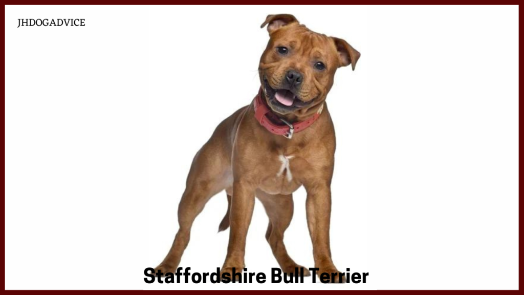 Most Protective Dog Breeds