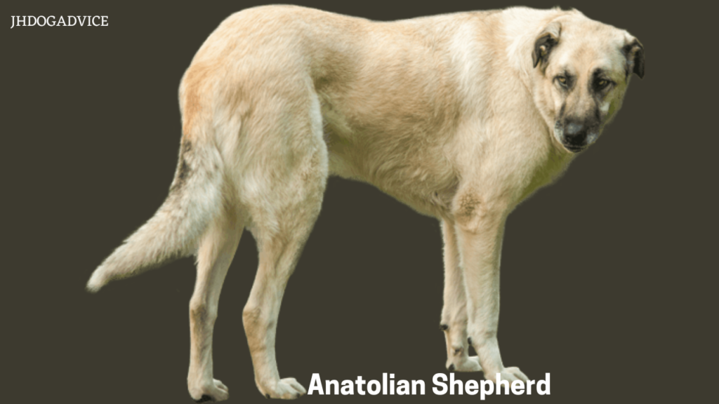 Most Protective Dog Breeds