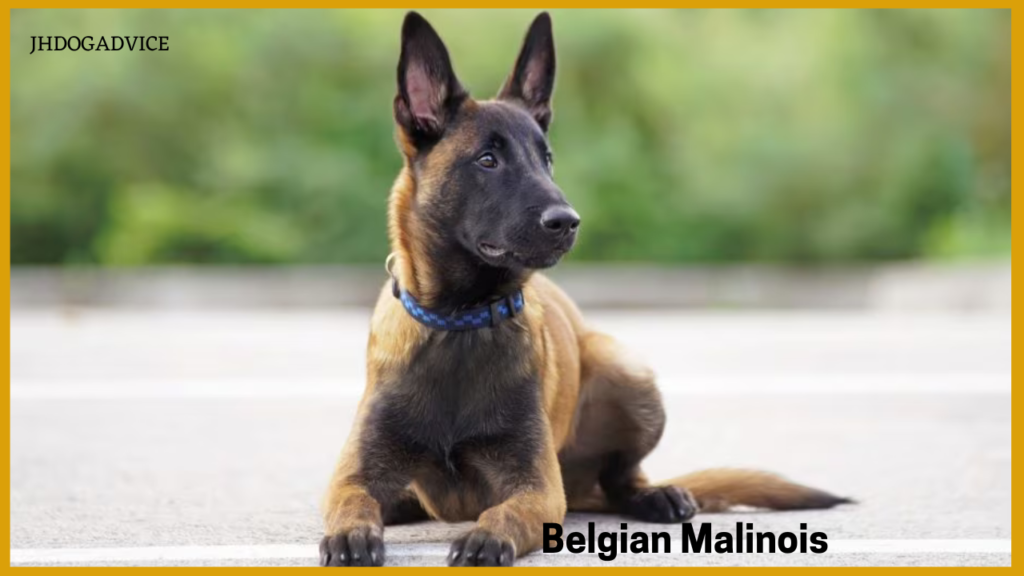 Most Protective Dog Breeds