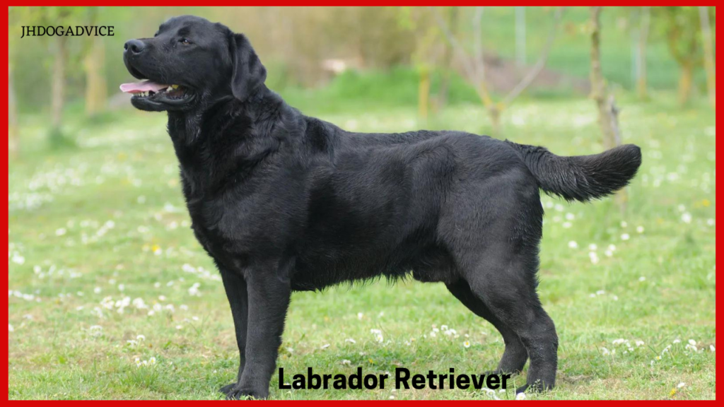 The Most Loyal Dog Breeds