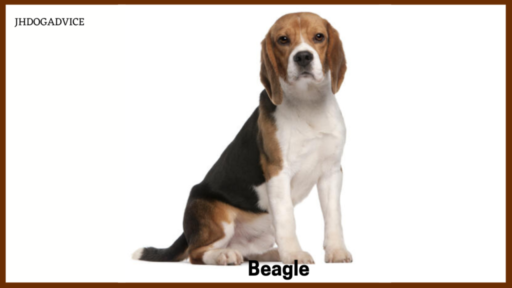 The Most Loyal Dog Breeds